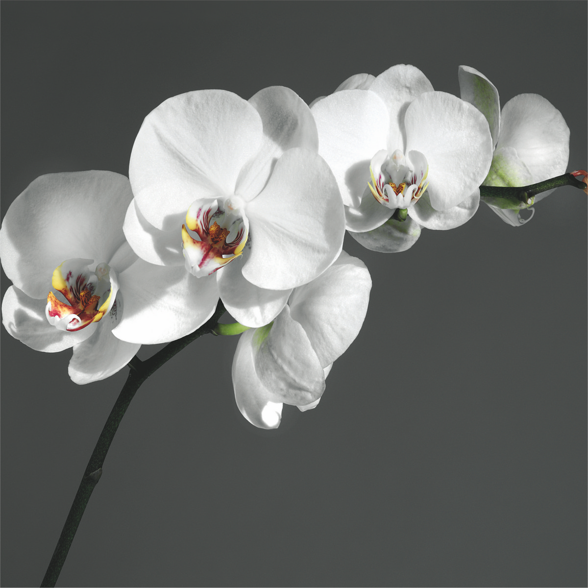 R0017